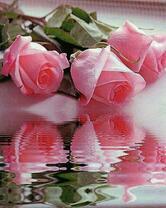 Отражение роз в водной глади