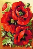 Крупные цветы красных маков