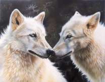 Два белых волка