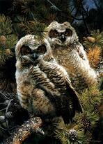 Тёмные совы