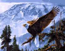 Белоголовый орёл в горах