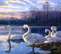 Белые лебеди на осеннем озере