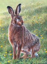 Длинноухий заяц