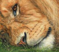 Проснувшийся лев