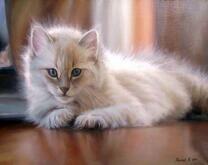 Пушистый белый котёнок