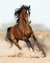 Лошадь с меткой