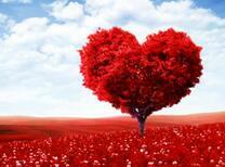 Сердечное дерево