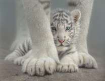 Белый тигренок с мамой