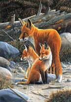 Лисята с мамой в камнях