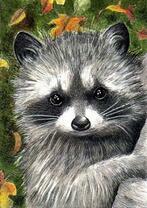 Енот в лесу