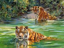 Тигры купаются