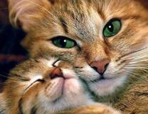 Кошечка и ее крошка