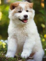 Милый белый щенок