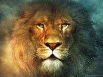 Лев в лучах заходящего солнца