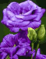 Веточка эустомы