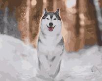 Бегущая лайка