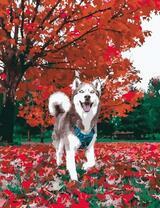 Малыш Хаски