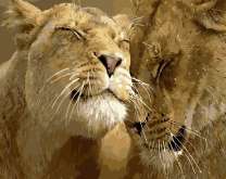 Львы жмурятся от нежности