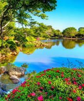 Цветущий берег лесного озера