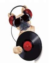 Французский бульдог с пластинкой