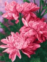 Куст из трёх розовых хризантем