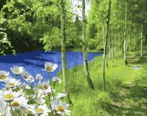 Ромашки у реки в берёзовой роще