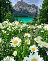 Вид на горное озеро сквозь ромашки