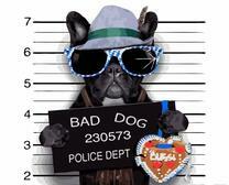 Бульдог Плохой мальчик