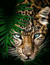 Леопард под зелёным листом