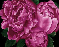Ярко-розовые пионы