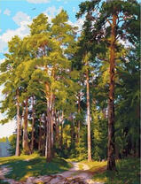 Высокие сосны в солнечных лучах