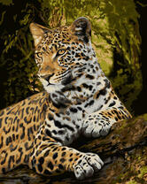 Ягуар в кроне дерева