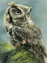 Филин на траве