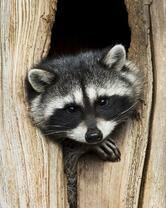 Енот в дупле