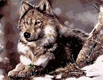 Задумчивый волк