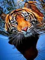 Тигр плывет в реке