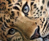 Портрет спокойного леопарда