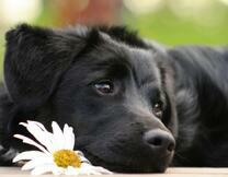 Щенок и ромашка