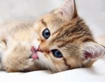 Миленький котенок