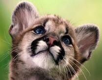 Маленький малыш пумы