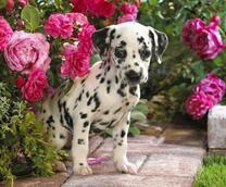 Далматинец в розах