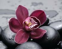Цветок орхидеи на гальке