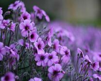 Фиолетовые полевые цветы