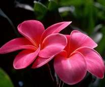 Божественные цветы