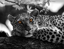 Желтоглазый леопард