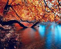 Дерево в осенней листве над озером