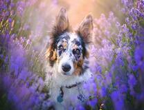 Пес на лавандовом поле