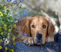 Пес и полевые цветы