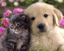 Котенок и щенок - лучшие друзья