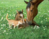 Жеребенок и кошка